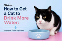 How to Get a Cat to Drink More Water: Improve Feline Hydration