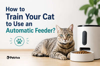 How to Train Your Cat to Use an Automatic Feeder?